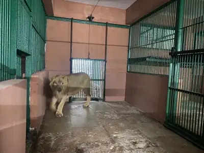 महाराष्ट्र, गुजरात ने बाघ और शेर के युवा जोड़ी की अदला-बदली की