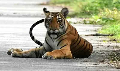 लखीमपुर खीरी में बाघ ने 14 साल के लड़के को मार डाला, धरना-प्रदर्शन