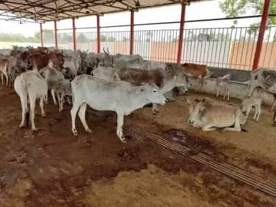 यूपी सीएम ने अमरोहा शेल्टर में 55 गायों की मौत के दिए जांच के आदेश