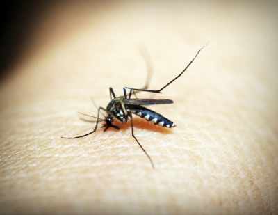 बिहार में डेंगू के मरीजों की संख्या बढ़ी, होगी एडीज मच्छर के लार्वा की जांच