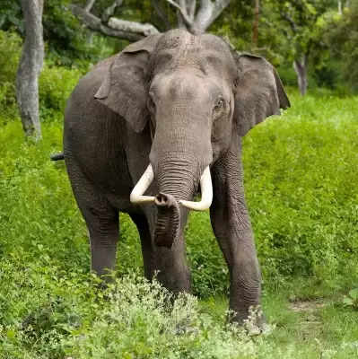 तमिलनाडु : हिंसक जंगली हाथी दूसरे दिन भी विशेष टीमों की गिरफ्त में नहीं आ पाया