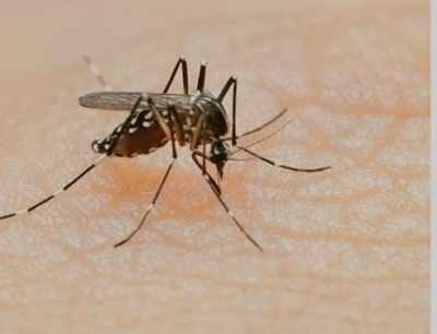 गुरुग्राम में डेंगू के दो नए मामले, कुल मरीजों की संख्या बढ़कर 312 हुई