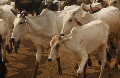 मध्यप्रदेश में पशुओं में लंपी बीमारी ने चिंता बढ़ाई