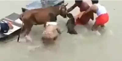 यूपी : कानपुर में गाय पर पिटबुल ने किया हमला, वीडियो वायरल