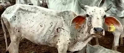 लंपी वायरस की चपेट में आधा एमपी, 100 से ज्यादा गायों की मौत