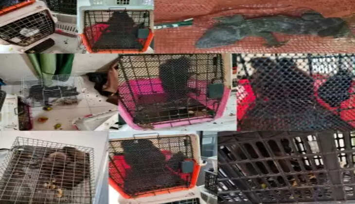 देश में विदेशी प्रजातियों की तस्करी को लेकर हाई अलर्ट पर तमिलनाडु के हवाई अड्डे