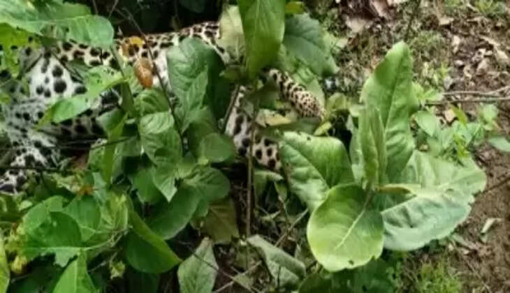 एमपी के संजय दुबरी टाइगर रिजर्व में करंट लगने से तेंदुए की मौत