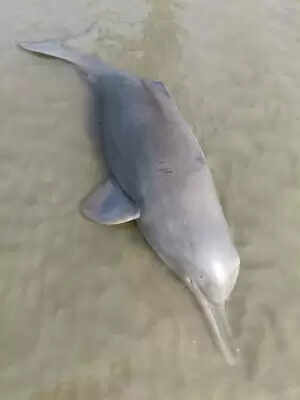 बिहार के वैशाली में गंगा किनारे मिला डॉल्फिन का शव