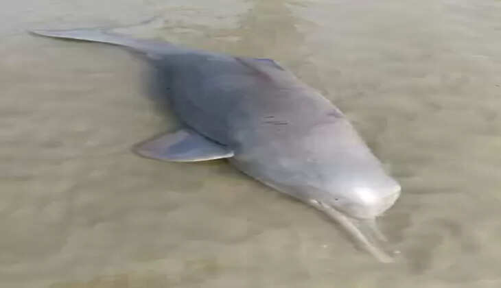 बिहार के वैशाली में गंगा किनारे मिला डॉल्फिन का शव