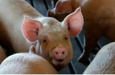 अमेरिकी वैज्ञानिकों ने सूअरों में मृत अंगों को जीवित कर मौत की प्रक्रिया को उलट दिया