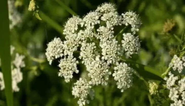 रानीखेत के पास सौनी में बना देश का पहला हिमालयन मसाला गार्डन, उगाए जा रहे 30 प्रजातियों के स्पाइस