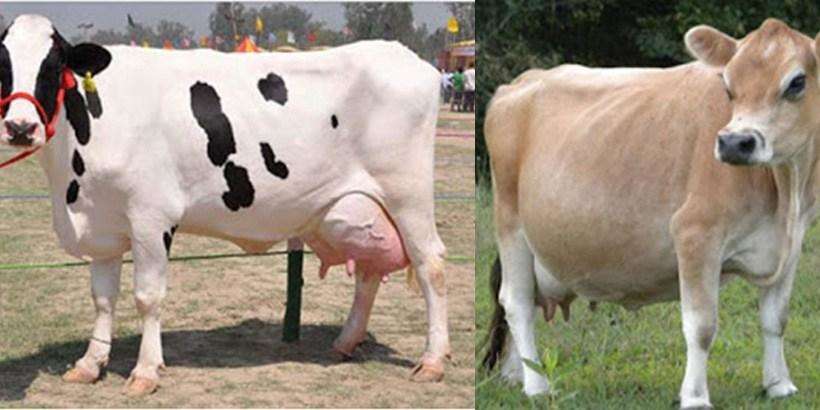 BAREILLY: IVRI देगा दुधारू नस्‍लों की गाय, साथ में मिलेंगी ये सुविधाएं