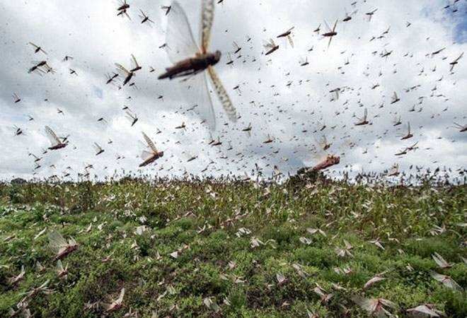 Locust Attack : पीलीभीत के बाद बरेली के इस क्षेत्र में टिड्डियों ने किया हमला