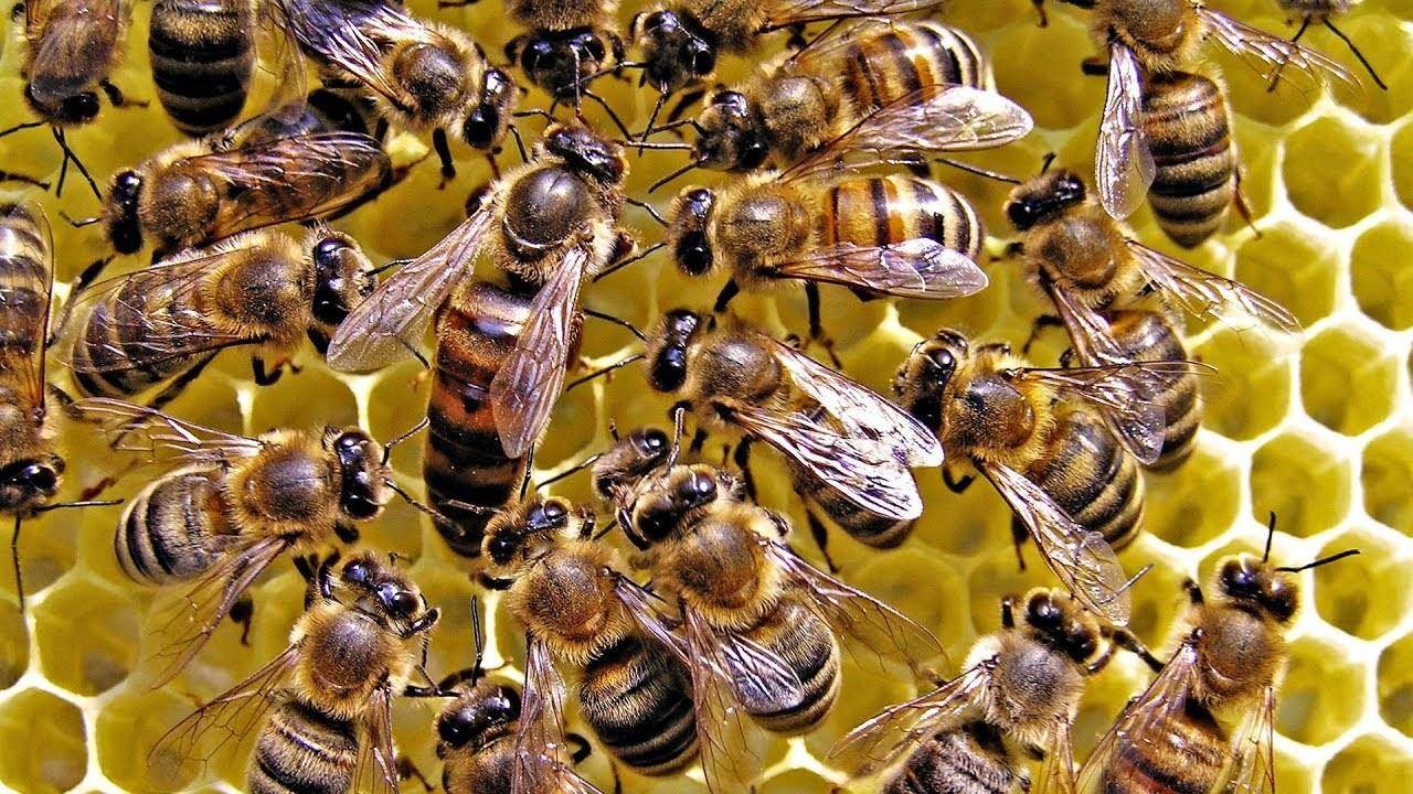 त्रिवेन्द्र सरकार की मुख्यमंत्री स्वरोजगार योजना, ऐसे करें मधुमक्खियों का पालन