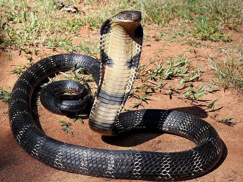घर में निकला किंग कोबरा ऐसे निकला पढ़ें पूरी खबर