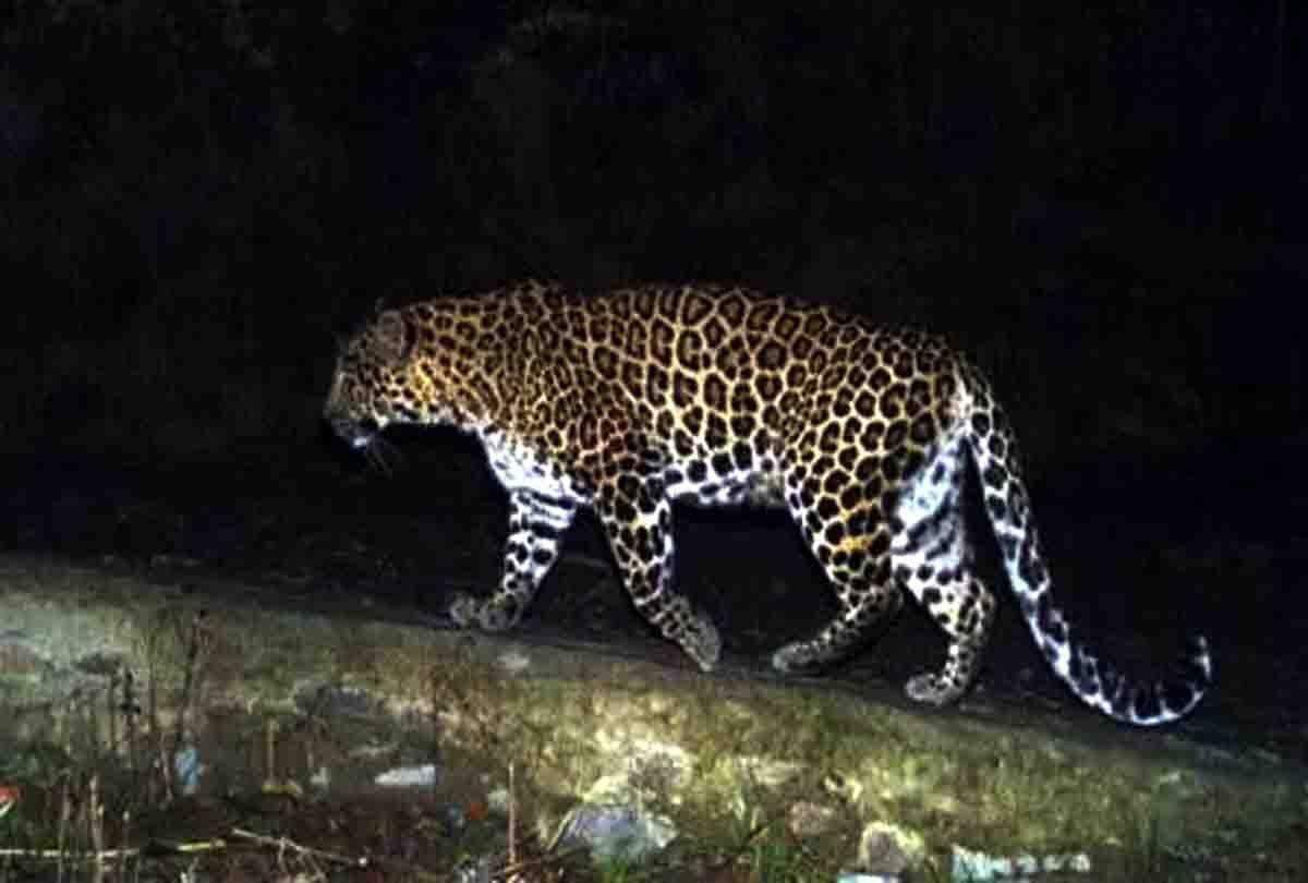 हल्द्वानी-शहर से गांव तक गुलदार का आंतक, अब यहां मस्ती करते कैमरे में कैद हुआ गुलदार