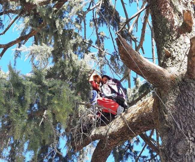 पौड़ी गढ़वाल-यहां डीएम कार्यालय के बाहर पेड़ पर चढ़ी महिलाएं, सुनवाई न होने से उठाया ये कदम