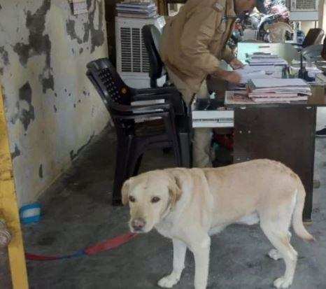 काशीपुर- (अजब-गजब)-यहां कुत्ते को कोतवाली में गुजारनी पड़ी रात, दो-दो मालिकों के चक्कर में फंसा डॉगी