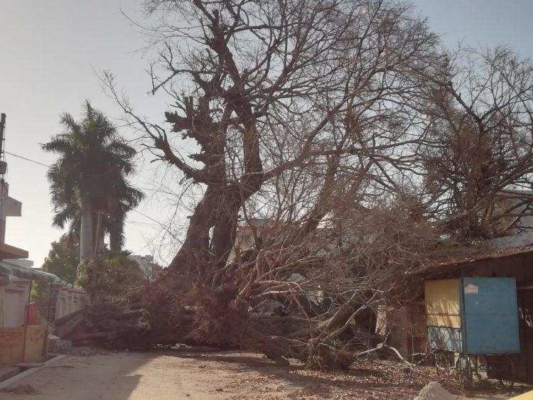 Bareilly: सड़क पर 100 साल पुराना पेड़ गिरने से लोगों का आवागमन हुआ बंद 