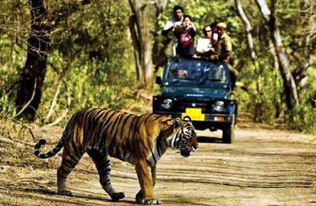 रामनगर- जल्द जंगल सफारी का आनंद ले सकेंगे पर्यटक, इस दिन से खुलेगा जिम कॉर्बेट पार्क का ढिकाला जोन