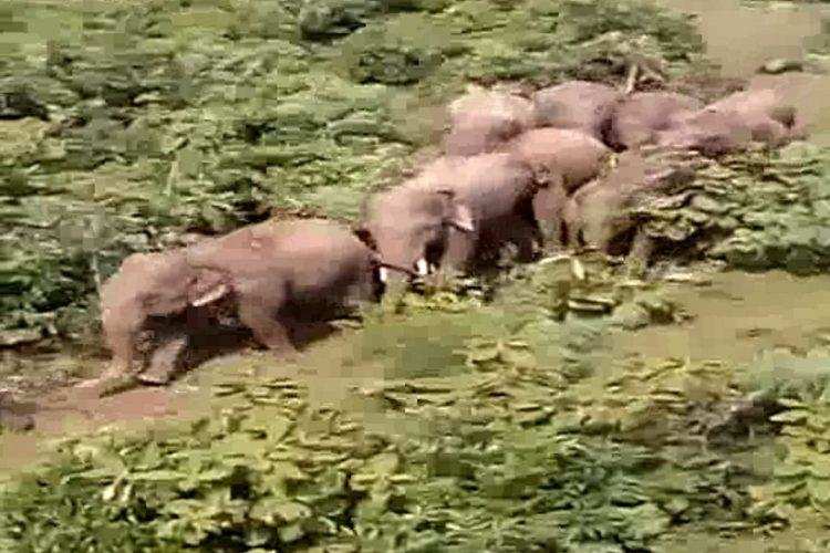 छत्तीसगढ़ के इस गांव में घुसे हाथी, उजाड़ दी फसलें, मदद की आस में ग्रामीण