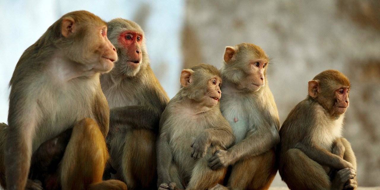 बरेली: जानिए, बंदरों ने आखिर क्यों घेर लिया डीएम कार्यालय
