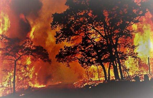 नैनीताल – जंगलों में लग रही आग की घटनाओं के बाद हाईकोर्ट हुआ सख्त , जारी किये ये आदेश
