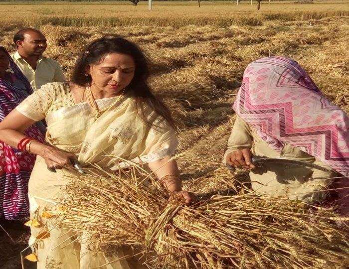 नई दिल्ली- ऐसा क्या हुआ कि खेतों में गेहू काटने को मजबूर हुई ड्रीम गर्ल हेमा मालिनी, देखें वायरल तस्वीरें