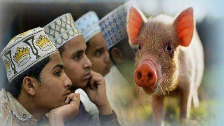 …तो इसलिए मुस्लिम धर्म में सुअर का मांस है वर्जित, वजह जानकर खा जाओगे चक्कर