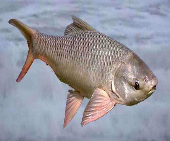 देहरादून-चोरों ने नहीं छोड़ा मंत्री का फार्महाउस, पढिय़े मंत्री के ससुराल से चोरी कैसे पार हुई हजारों मछलियां