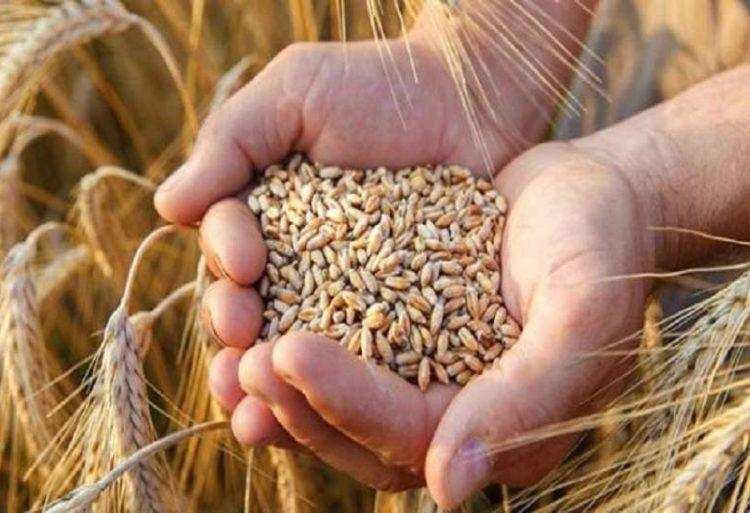 Bareilly: किसानों को खरीफ की फसल बुवाई के लिए बीजों पर मिलेगा इतना अनुदान