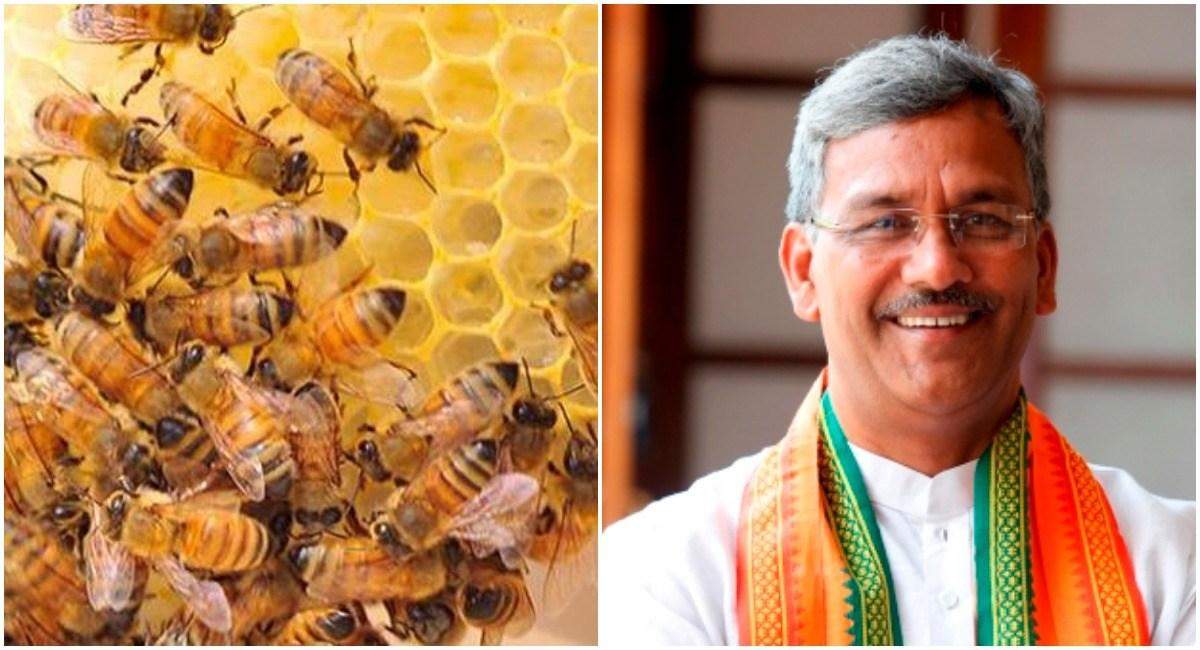 त्रिवेन्द्र सरकार की मुख्यमंत्री स्वरोजगार योजना, ऐसे करें मधुमक्खियों का पालन
