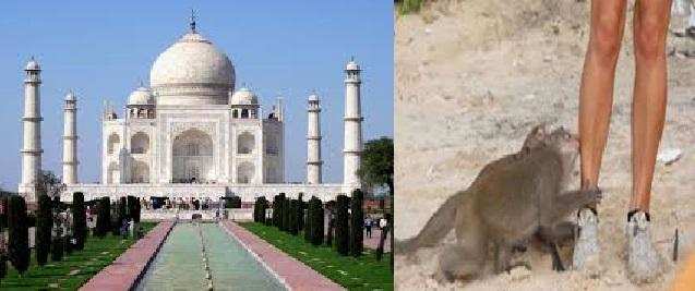 Agra : ताजमहल के आसपास बंदरों का डेरा, पर्यटकों के लिए मुसीबत