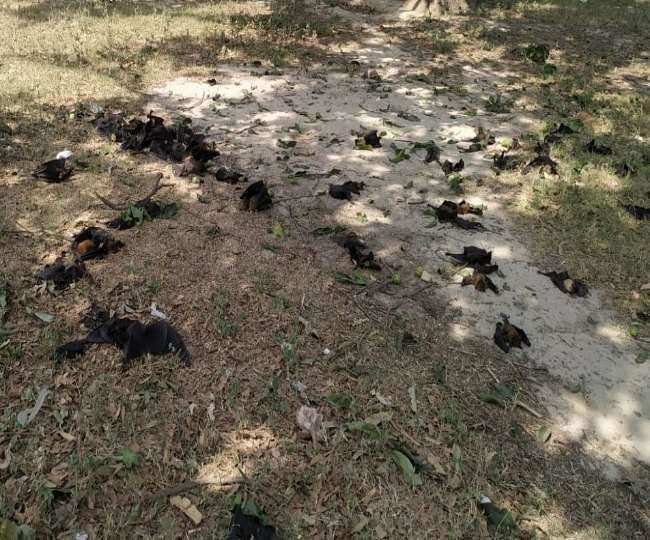 यूपी में अचानक 800 चमगादड़ों की मौत का हुआ खुलासा, जानें क्‍या है मौत की वजह