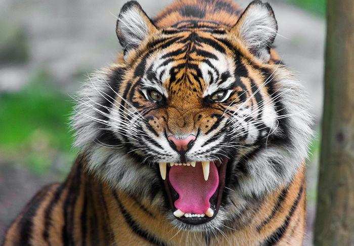 हल्द्वानी : यहां दिनदहाड़े बाघ ने महिलाओं पर किया हमला, क्षेत्र में दहशत का माहौल
