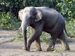 हल्द्वानी- वन विभाग के श्रमिक को हाथी ने कुचला, मौके पर ऐसे हो गई दर्दनाक मौत