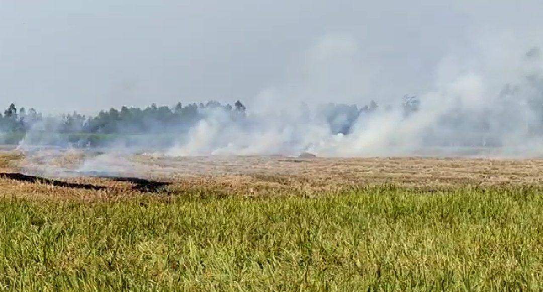 Bareilly: खेत में पराली जलाने पर तीन किसानों पर इन धाराओं में रिपोर्ट दर्ज