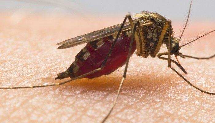 हल्द्वानी-डा. एनसी पाण्डेय ने दी डेंगू की बीमारी की जानकारी, जानिये कैसे करें बचाव