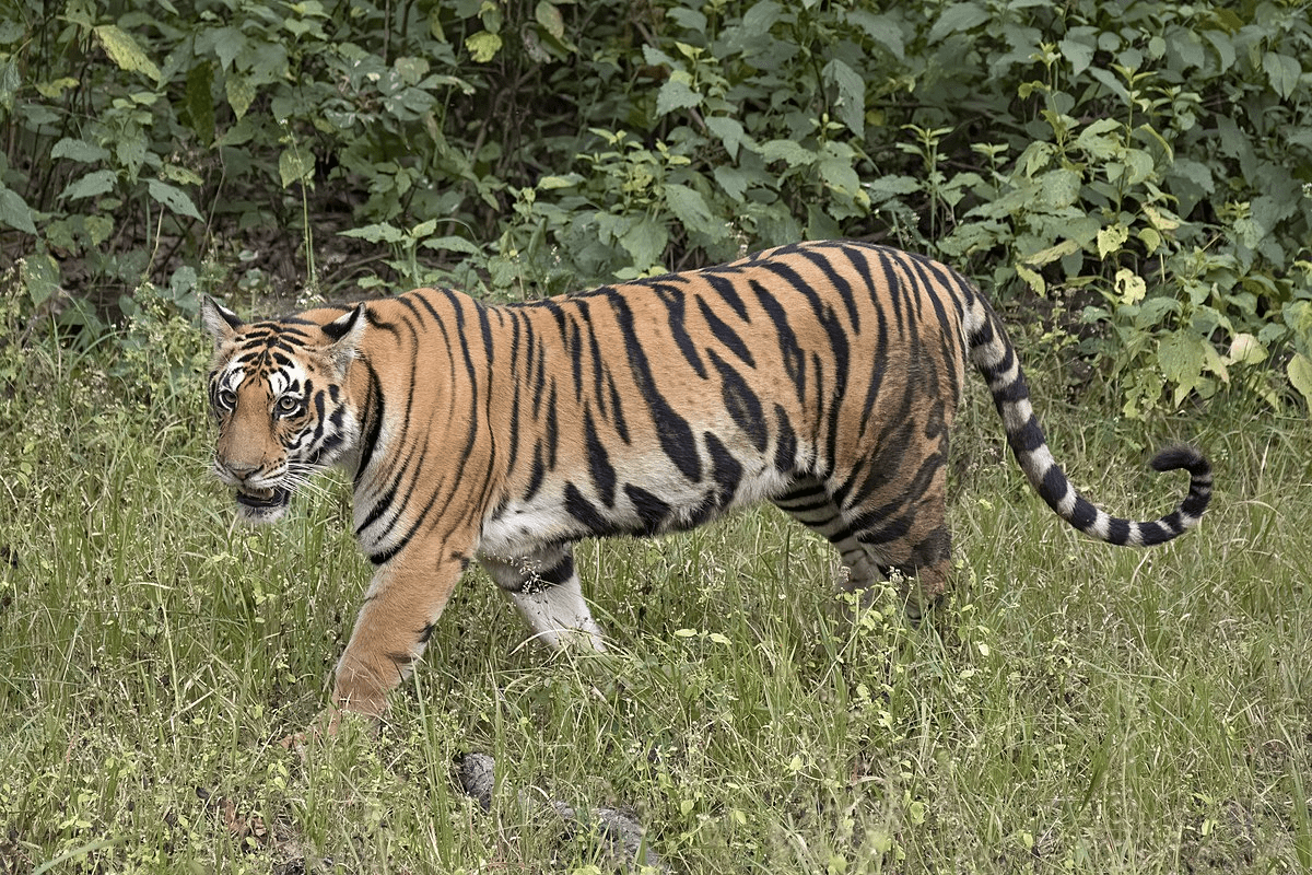 किसान के घर के आंगन में आराम करता रहा बाघ, सहमे परिवार ने ऐसे बचाई जान
