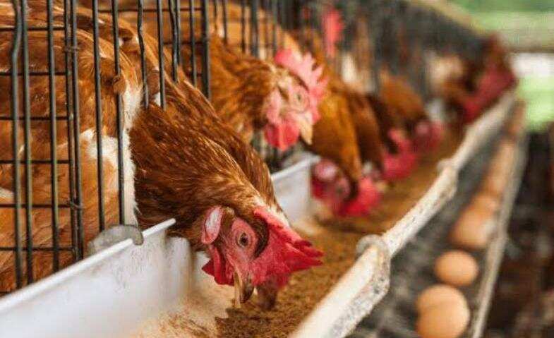 देहरादून-उठाये त्रिवेन्द्र सरकार की मुख्यमंत्री स्वरोजगार योजना का लाभ, ऐसे करें पोल्ट्री फार्म योजना के लिए आवेदन