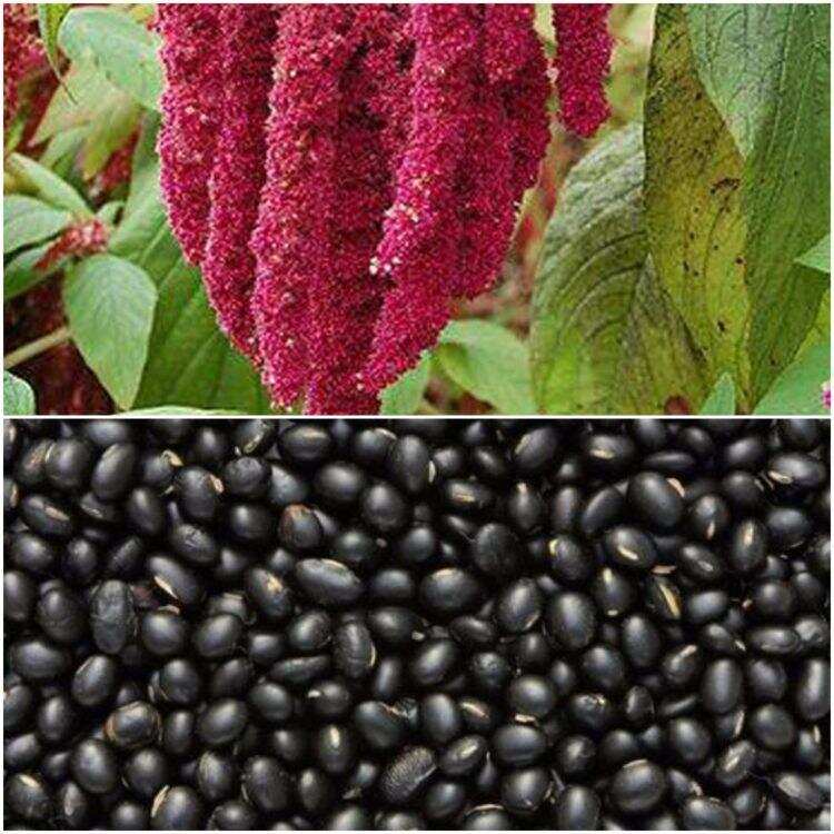 देहरादून- चौलाई, काले भट्ट जैसे उत्पादों को मिलेगा उचित दाम, ऐसे मदद करेगा कृषि उत्पादन विपणन बोर्ड