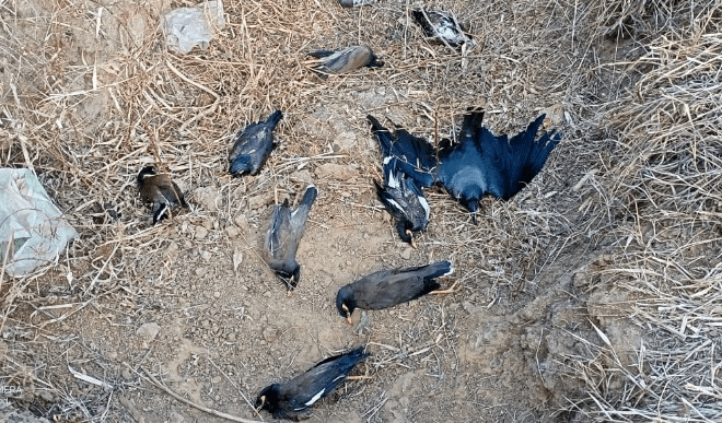 यूपी में ऐसे बढ़ रहा है बर्ड फ़्लू का खतरा , कानपुर के बाद अब यहां मृत मिले कई पक्षी