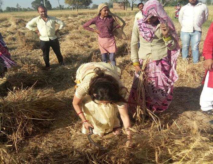 नई दिल्ली- ऐसा क्या हुआ कि खेतों में गेहू काटने को मजबूर हुई ड्रीम गर्ल हेमा मालिनी, देखें वायरल तस्वीरें