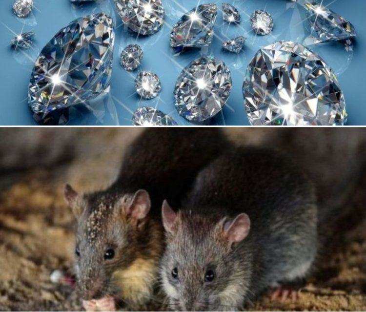 पटना-चूहों ने चुराये ज्वैलरी शोरूम से करोड़ों के हीरे, ऐसे हुआ घटना का खुलासा तो दंग रह गया मालिक