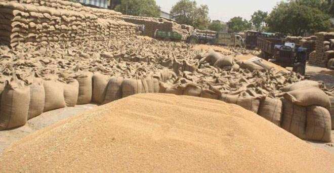 Lucknow : गेहूं उत्‍पादकों के लिए महत्‍वपूर्ण खबर, सरकारी खरीद के लिए ये करना होगा अनिवार्य  