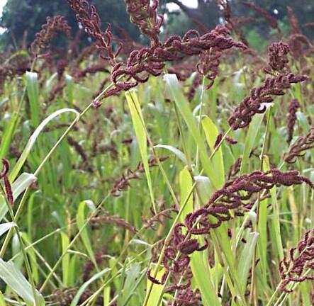 देहरादून- चौलाई, काले भट्ट जैसे उत्पादों को मिलेगा उचित दाम, ऐसे मदद करेगा कृषि उत्पादन विपणन बोर्ड