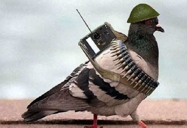 जम्मू-एलओसी पर पाक की नापाक हरकत जारी, इस काम को सेना के शिविर के पास भेजा कैमरों से लैस कबूतर
