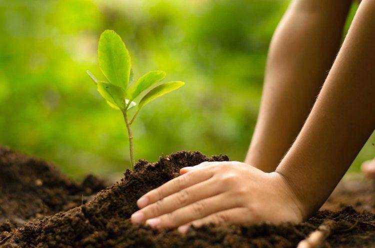 पौधरोपण अभियान: मुरादाबाद वन विभाग को जुलाई में इतने पौधे लगाने का मिला लक्ष्‍य, कुपोषण और जैव विविधता वाले पौधों को दी जाएगी महत्‍वता