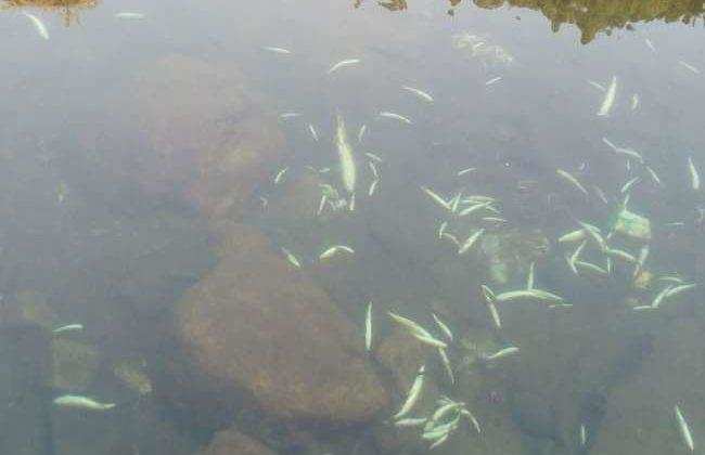 अल्मोड़ा-इस तीर्थ स्थल में मरी लाखों मछलियां, जहर देकर मारने की आशंका