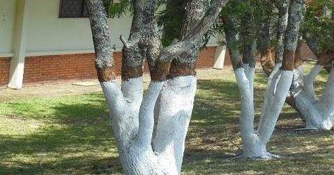 जानिए पेड़ों पर सफेद रंग का पेंट करने की क्या है खास वजह
